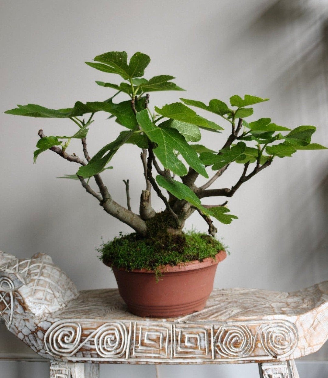 Ficus Carica 'Vijg' bonsai, Bloeit niet, Halfschaduw, Minder dan 100 cm, Overige soorten