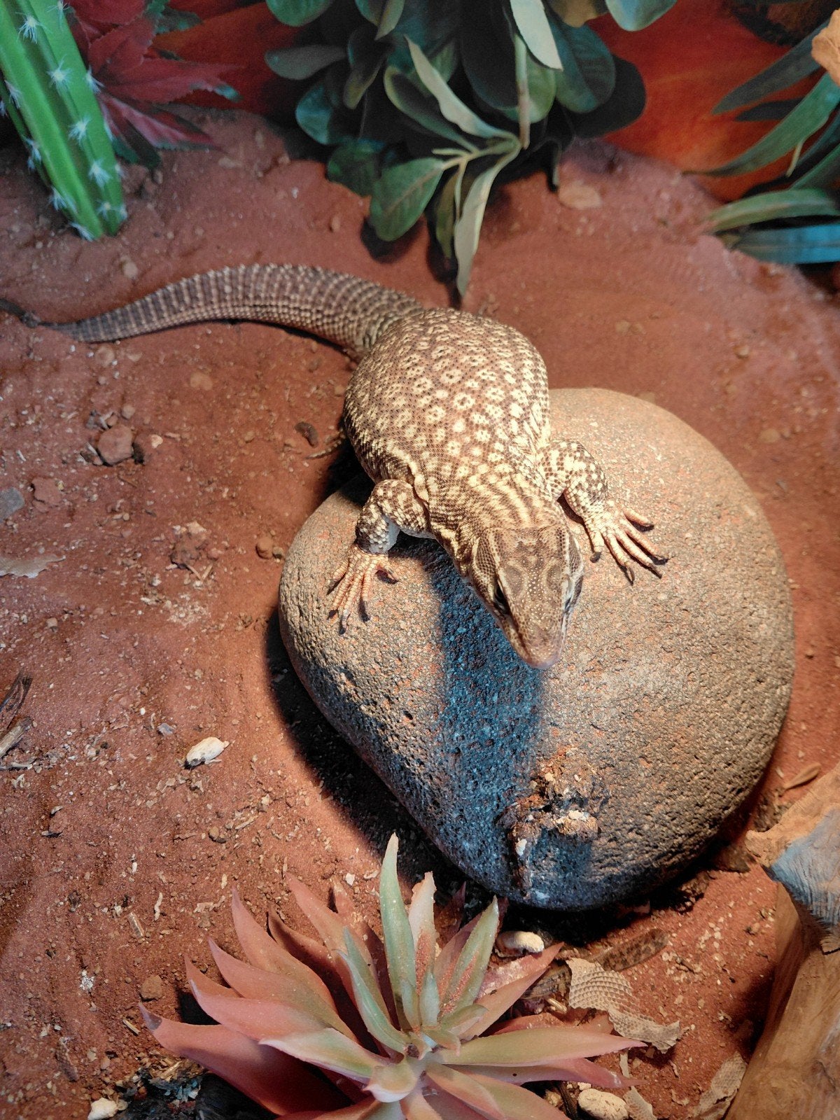 volwase stekelstaart varaan vrouwtje van 5 jaar Monitor Lizard photo 3