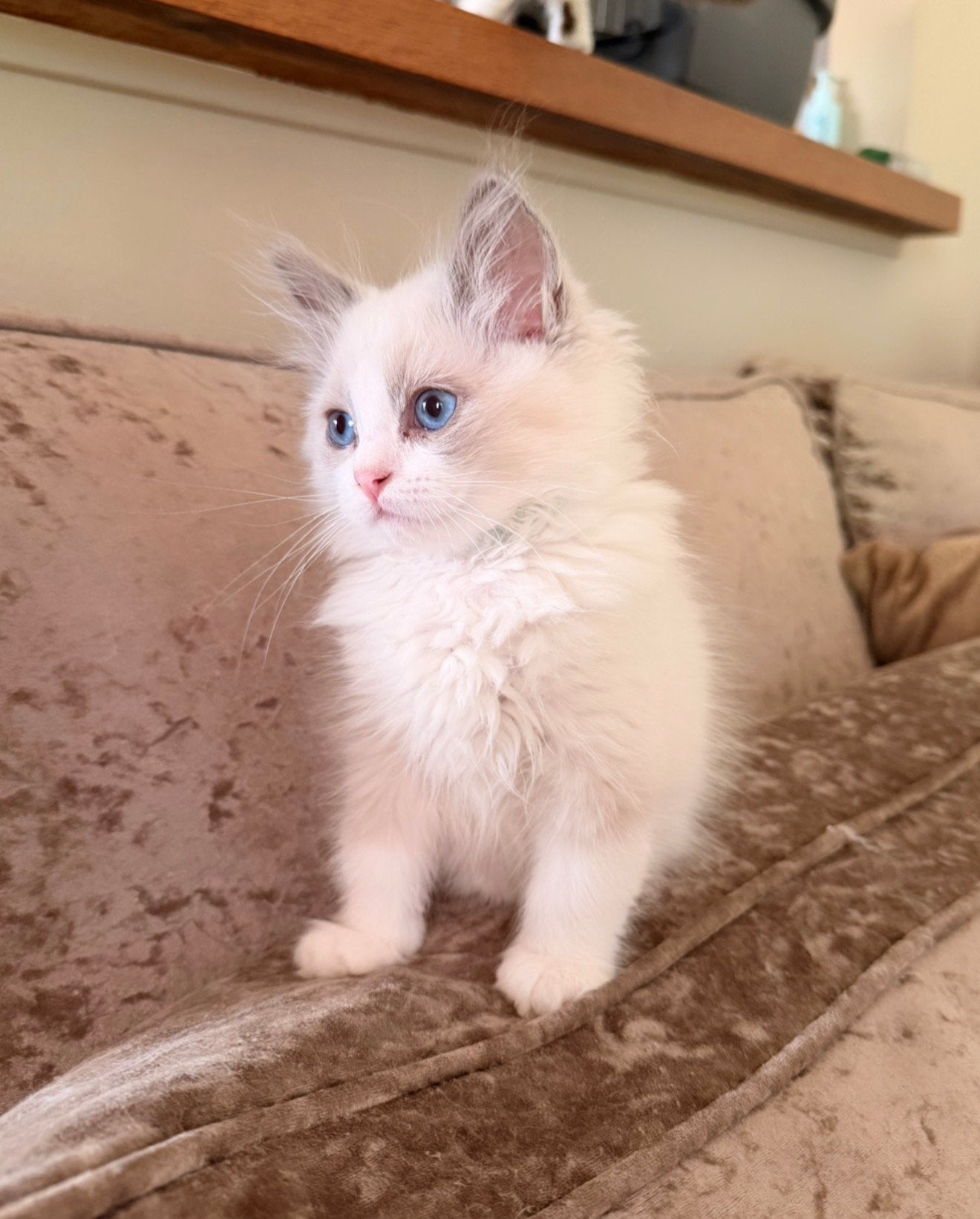Prachige Ragdoll kittens met stamboom, Dieren en Toebehoren, Katten en Kittens | Raskatten | Langhaar, Meerdere dieren, Ingeënt