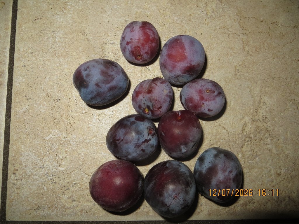Onbespoten pruimen Opal te koop, bio fruit, Ophalen of Verzenden