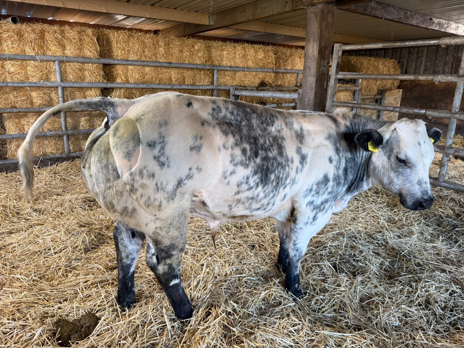Te koop meerderen BWB e stamboek dieren, Dieren en Toebehoren, Runderen, Mannelijk