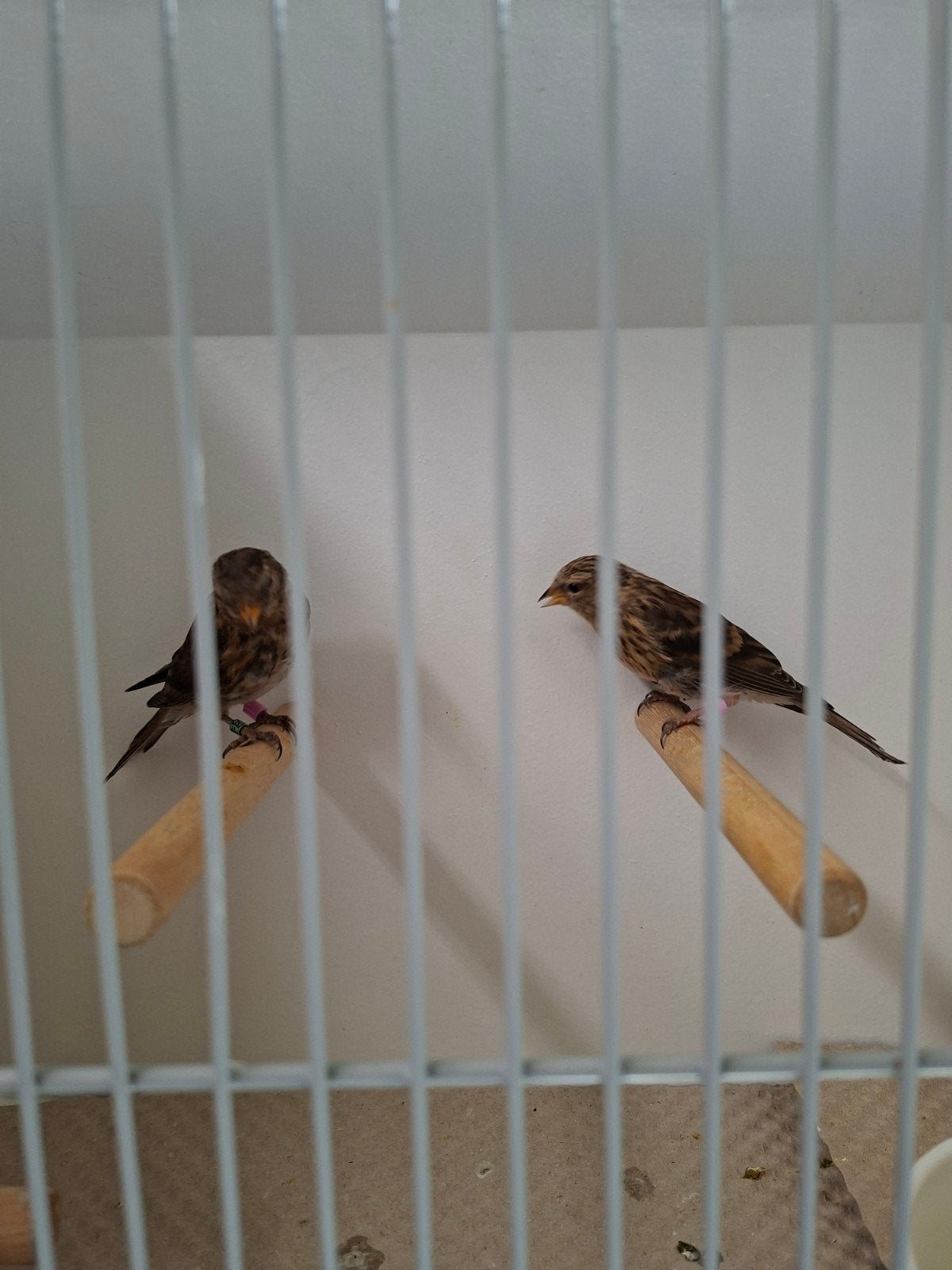 barmsijsen, Dieren en Toebehoren, Vogels | Overige Vogels, Meerdere dieren, Wildzangvogel, Geringd