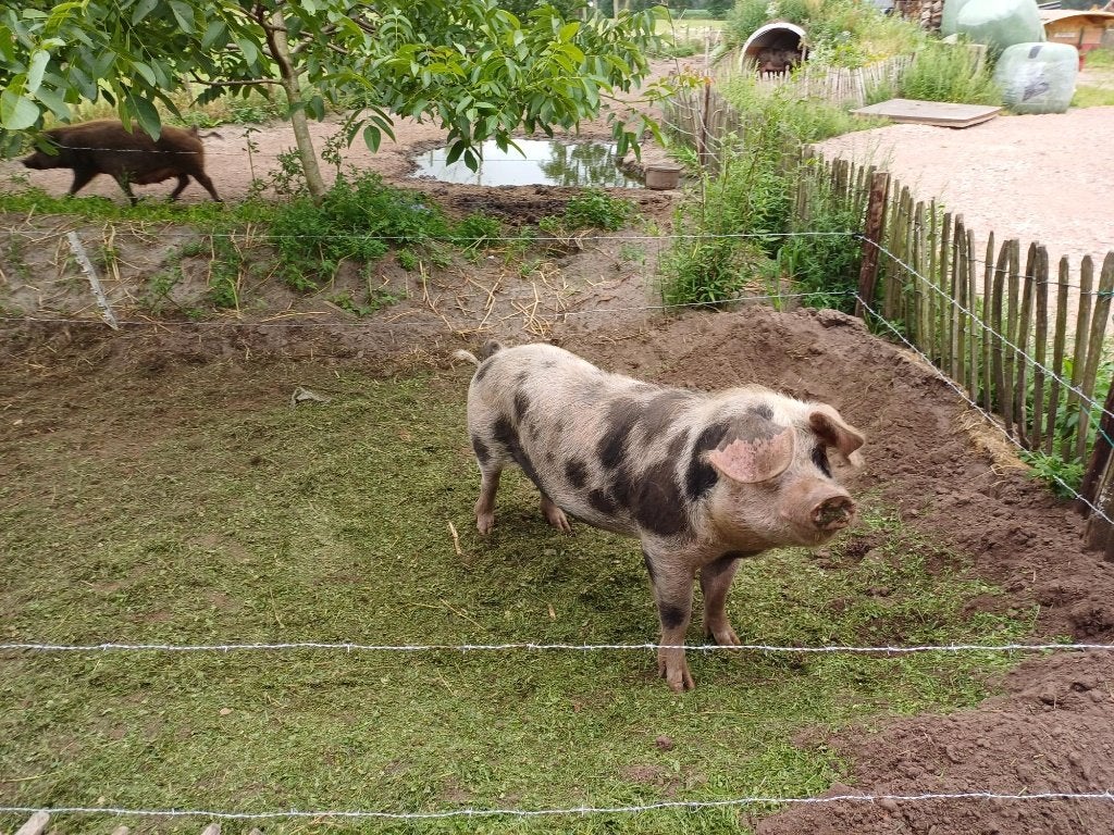 Bonte Bentheimer dekbeer, Dieren en Toebehoren, Mannelijk, Varken, 0 tot 2 jaar