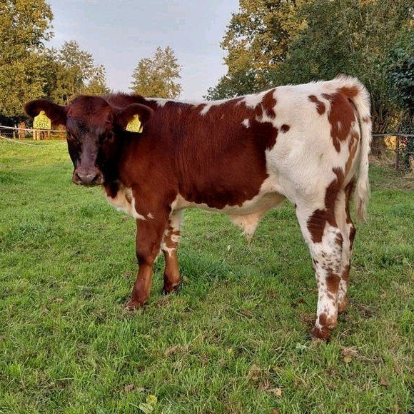 Luxe VBR stierkalf, Dieren en Toebehoren, Mannelijk, 0 tot 2 jaar