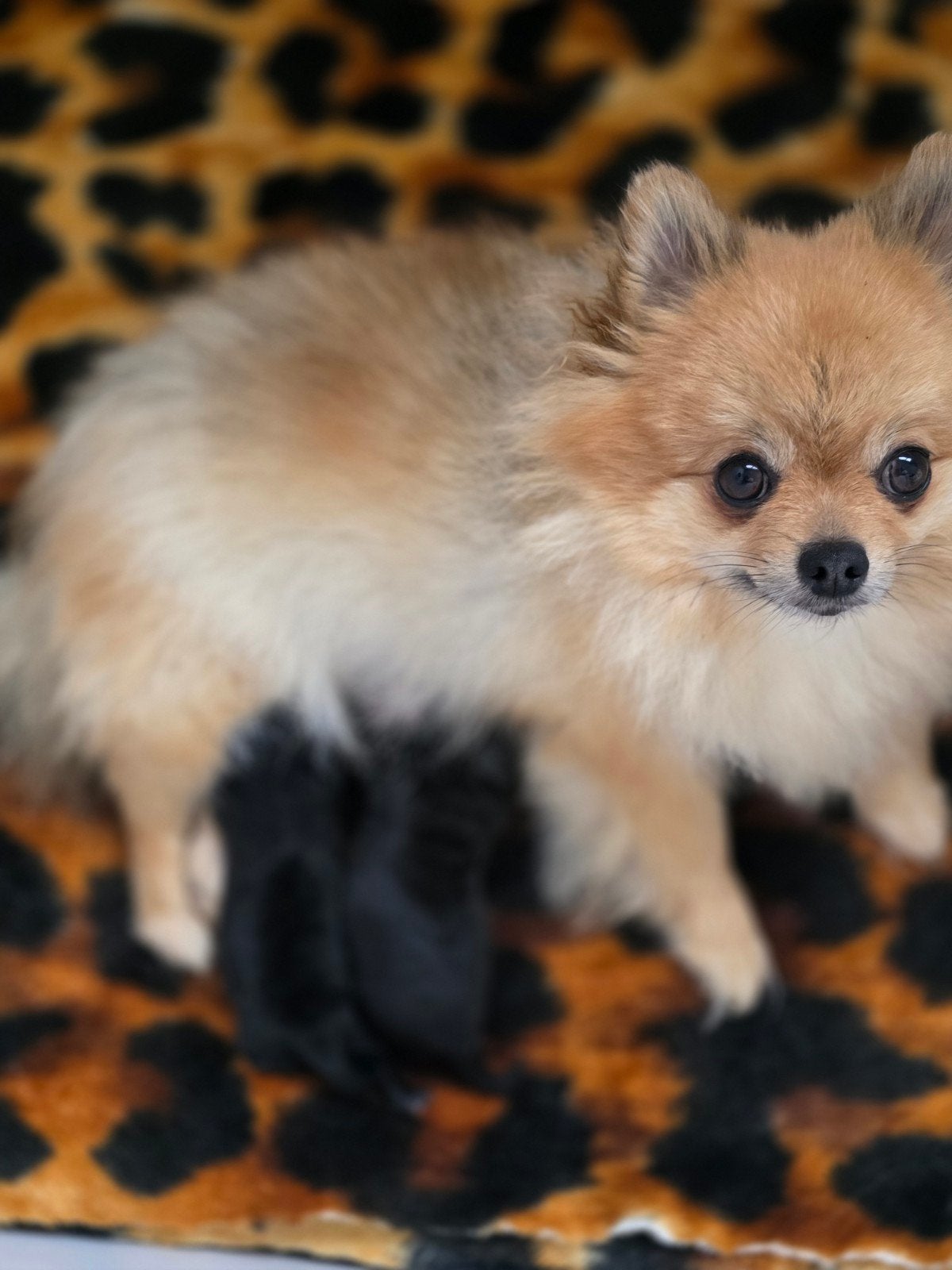 Pomipoo pups 1 teefje 1 reutje, HCC (leverziekte), Overige rassen, 8 tot 15 weken, Meerdere