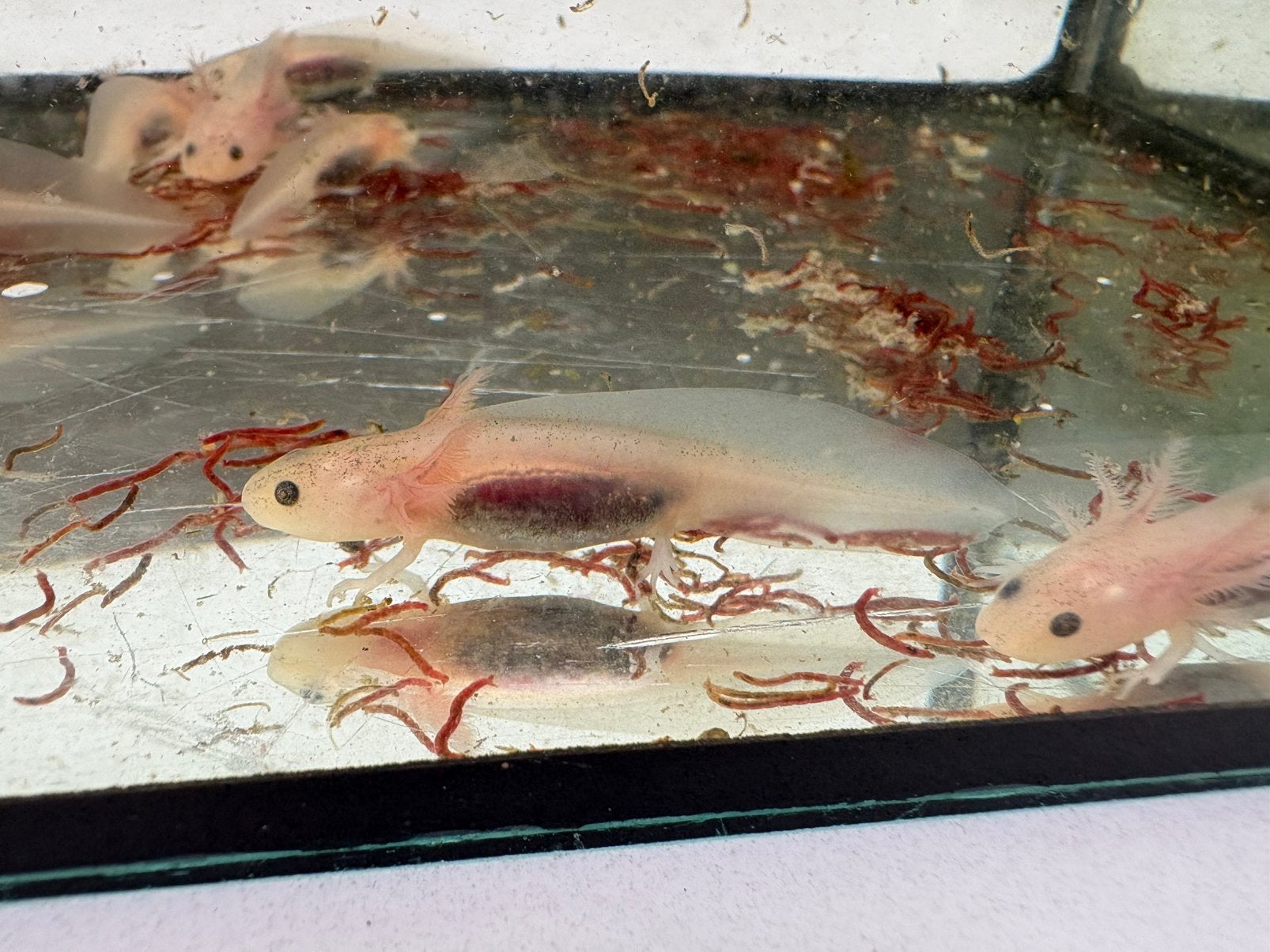 Jonge Axolotls, Dieren en Toebehoren, Reptielen en Amfibieën, Amfibie, 0 tot 2 jaar