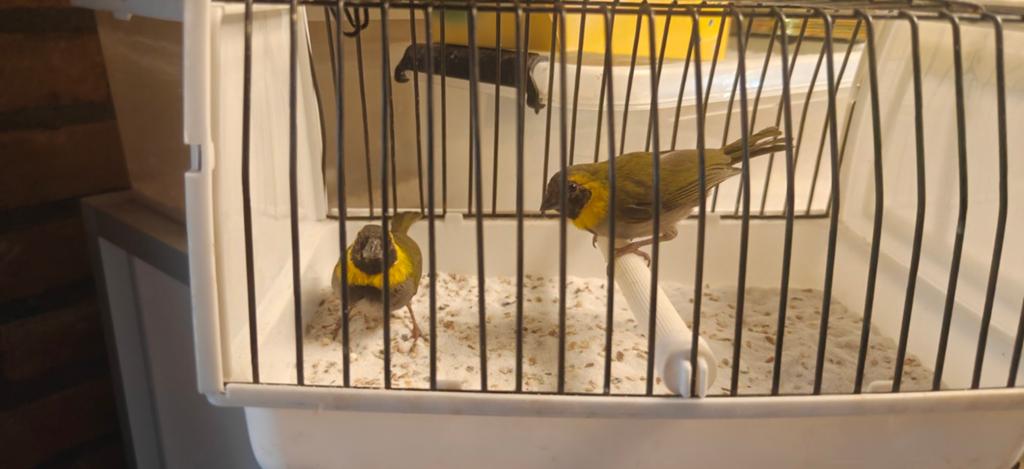 Cubaanse Vink te koop, Dieren en Toebehoren