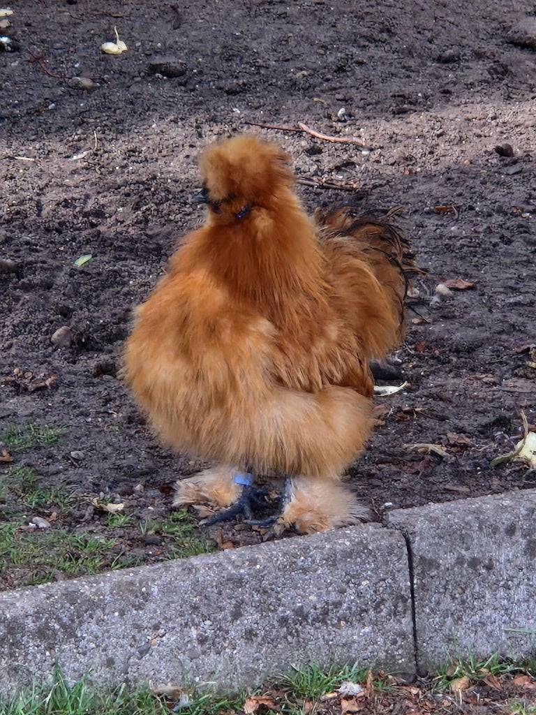 Zijdehoen haantje, Dieren en Toebehoren, Mannelijk, Kip
