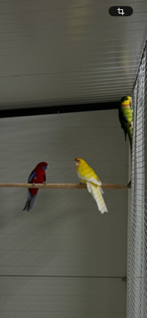 Pennant Pennanten Barraband, Dieren en Toebehoren, Meerdere dieren, Parkiet, Geringd