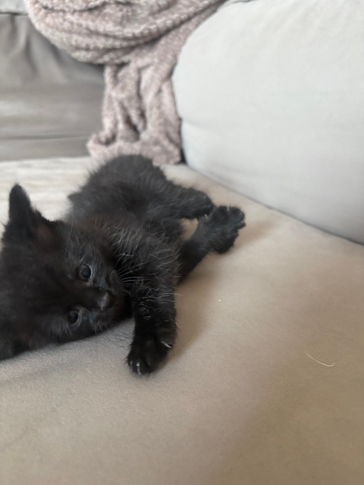 Laatste kater!!, Meerdere dieren, Ontwormd