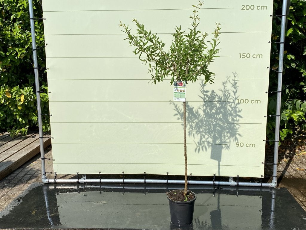 Granaatappelboom - Citrusboom - stamomvang 8-10 cm, 100 tot 250 cm, Zomer, Volle zon, In pot