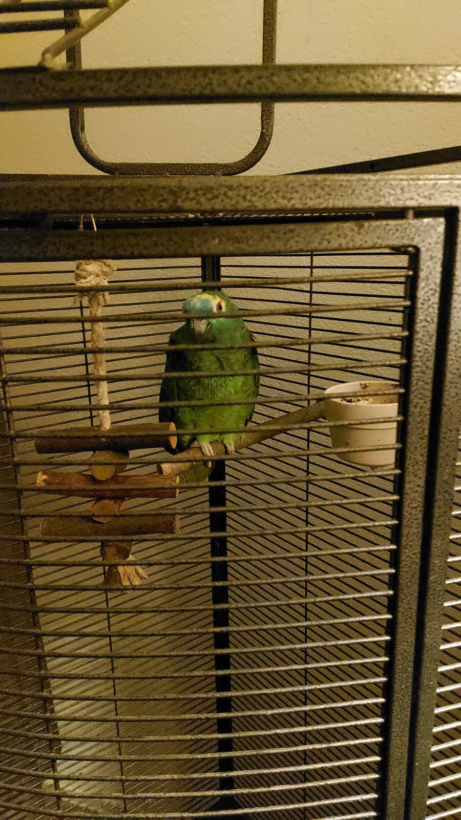 Papegaai, Dieren en Toebehoren, Vrouwelijk, Papegaai, Tam