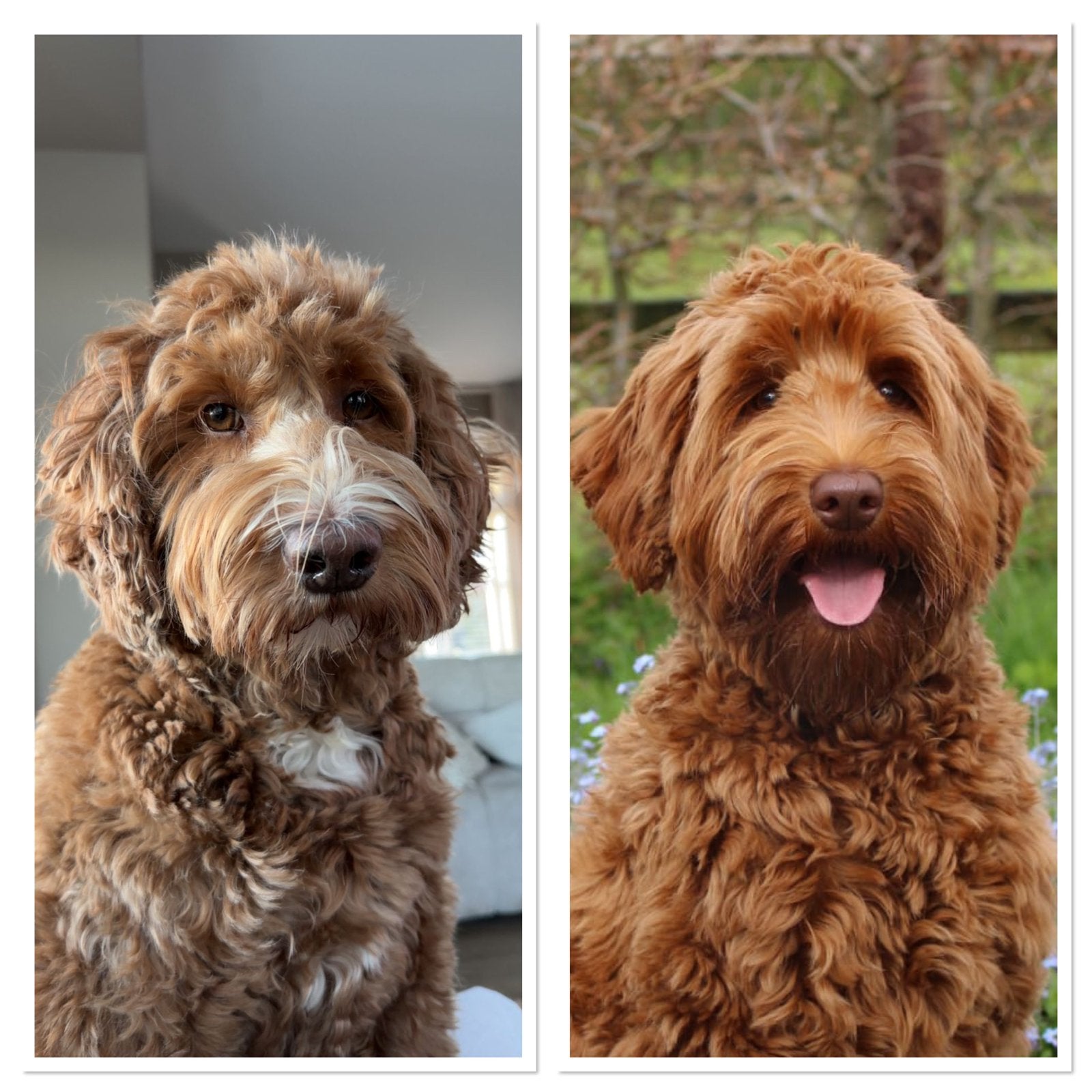 Labradoodle puppy’s verwacht van Suus en Billy, Dieren en Toebehoren, Honden | Retrievers, Spaniëls en Waterhonden, Overige rassen