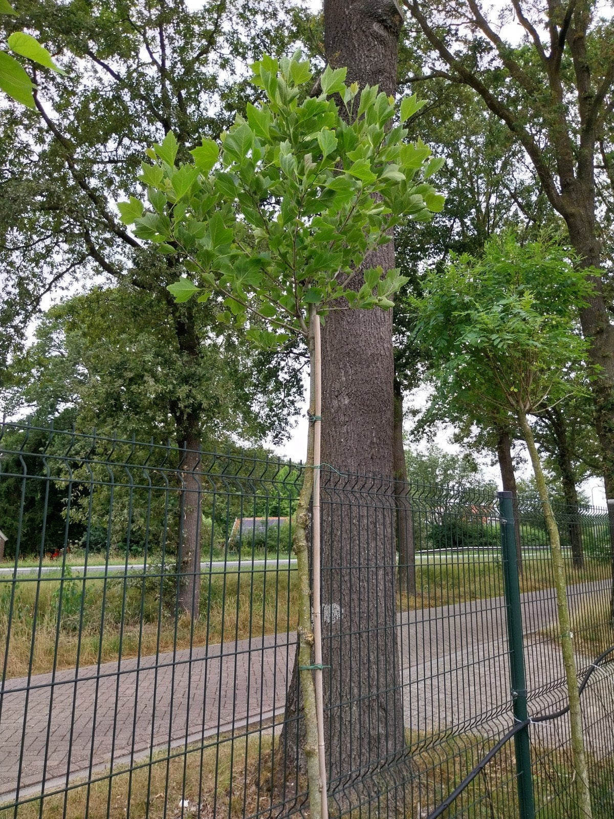 Platanus Alphens Globe - Bolplataan, Bloeit niet, 250 tot 400 cm, Ophalen, Volle zon