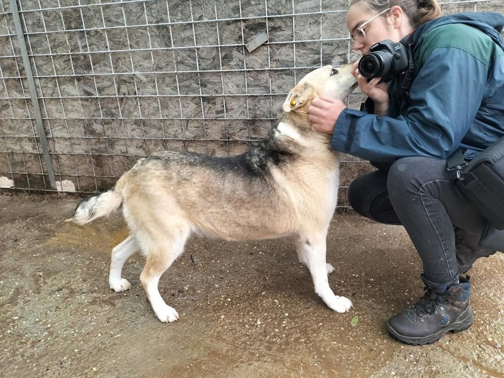 Lieve Joella,  wacht al drie jaar op adoptie!, Dieren en Toebehoren, Honden | Niet-rashonden, 6 jaar of ouder, Teef, Eén hond