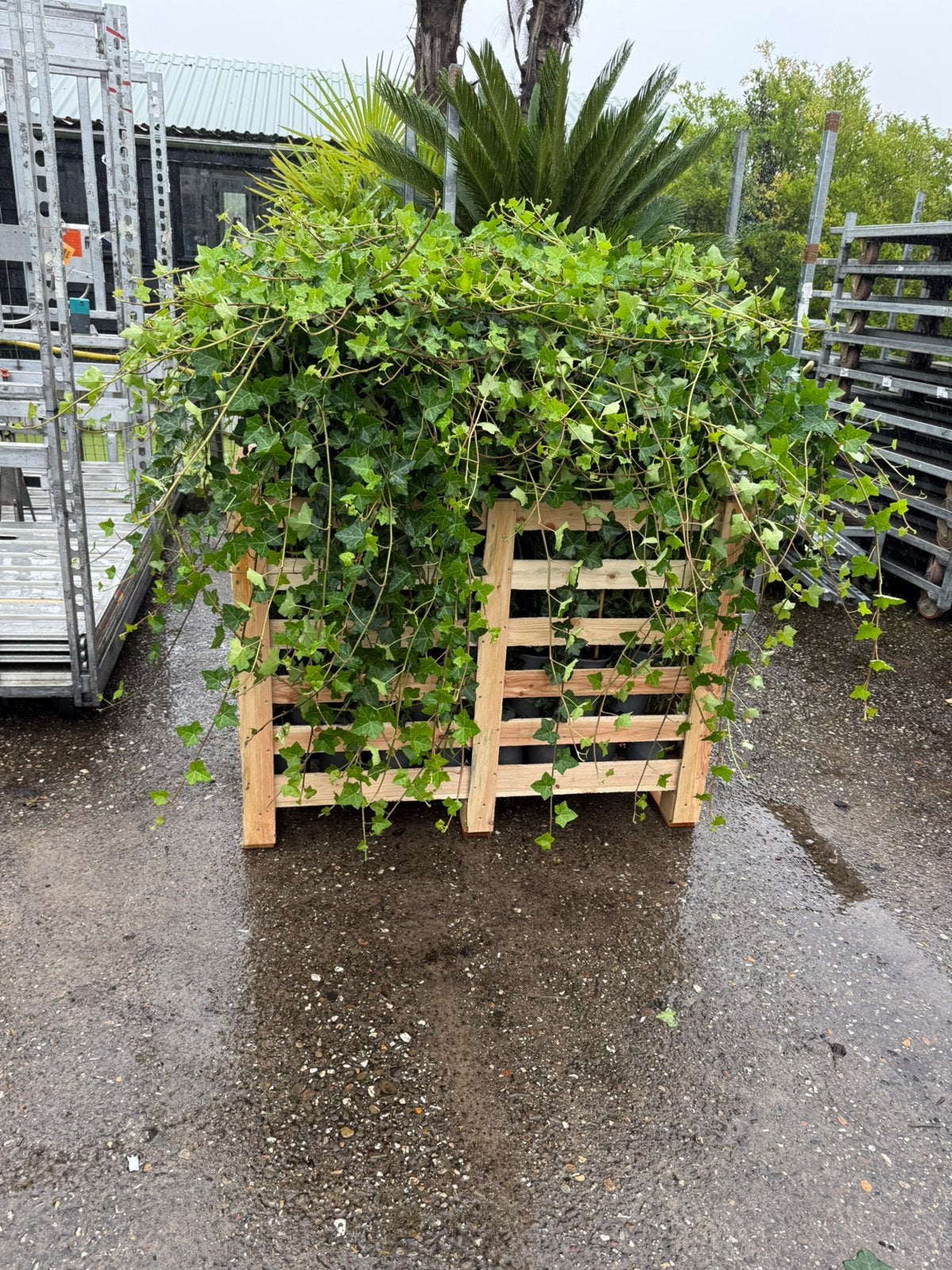 Hedera echt echt echt mooie planten snel dicht 4/5 pm, Tuin en Terras, Ophalen, Bloeit niet, Vaste plant, Klimplanten
