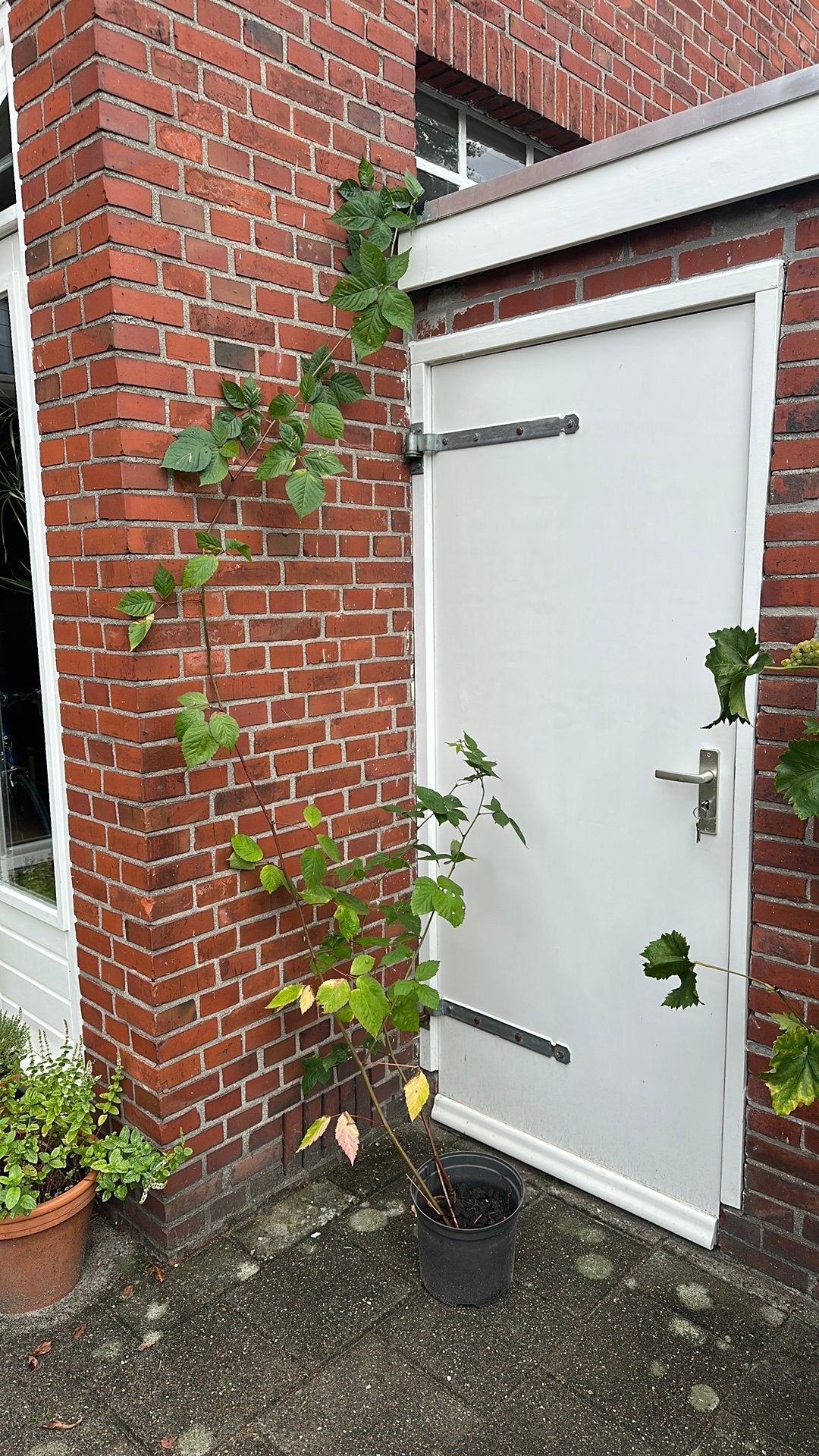 Tamme braam, zonder stekels, Ophalen, Minder dan 100 cm, Overige soorten, Zomer