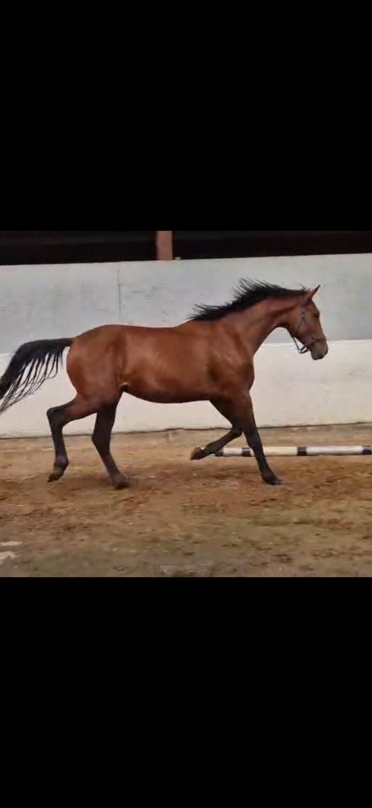 hengst 2 jarige  te koop Spielberg x zhivago 3000 euro, Merrie, 0 tot 2 jaar