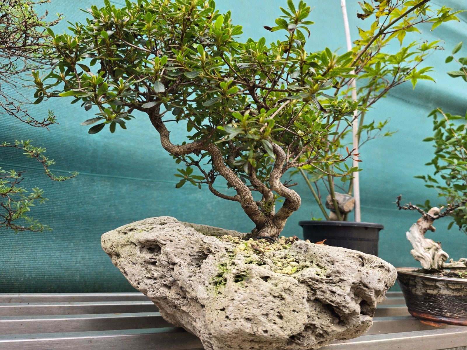 bonsai, Ophalen, Bloeit niet, Halfschaduw, Overige soorten