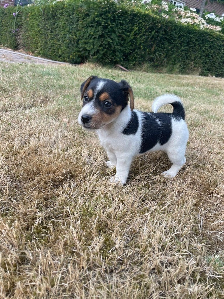 Jack Russel pups, Jack Russell Terriër, 8 tot 15 weken, Parvo, Meerdere
