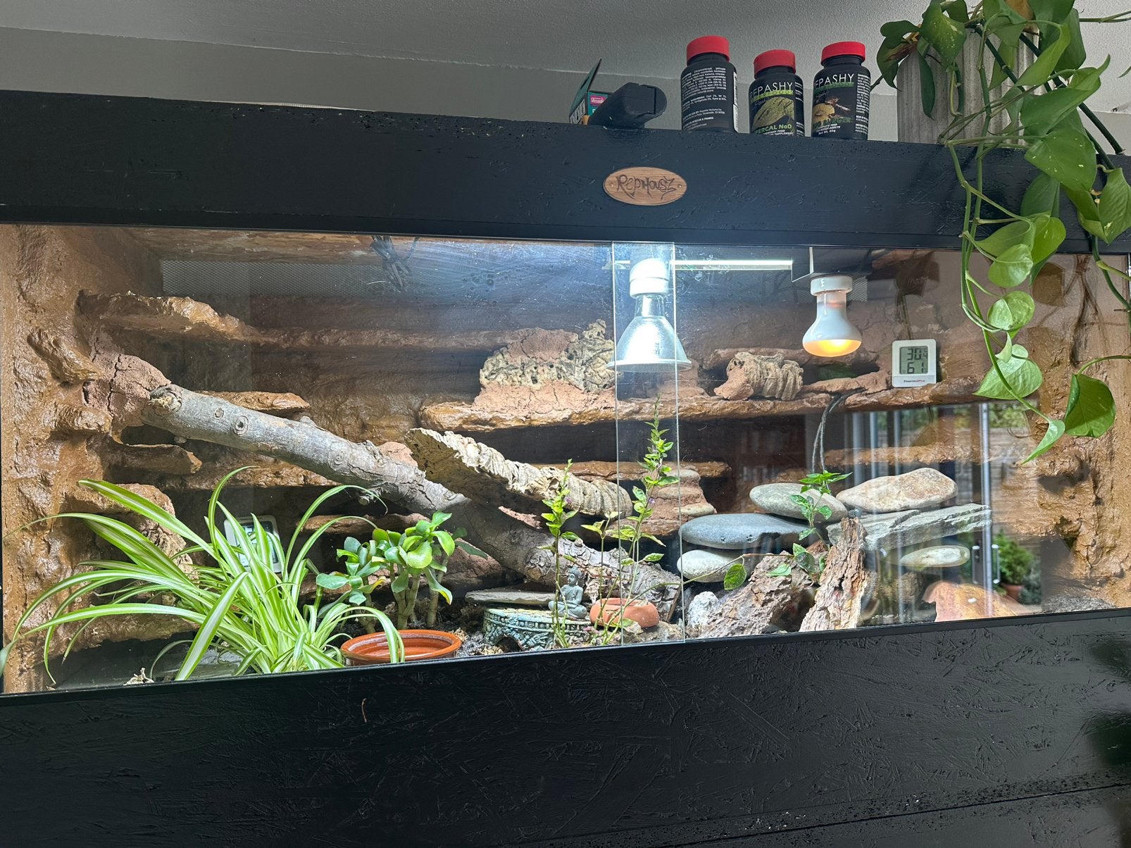 100 x 50 x 50 cm terrarium (eventueel met inrichting), Dieren en Toebehoren, Ophalen, Gebruikt, Terrarium of Paludarium