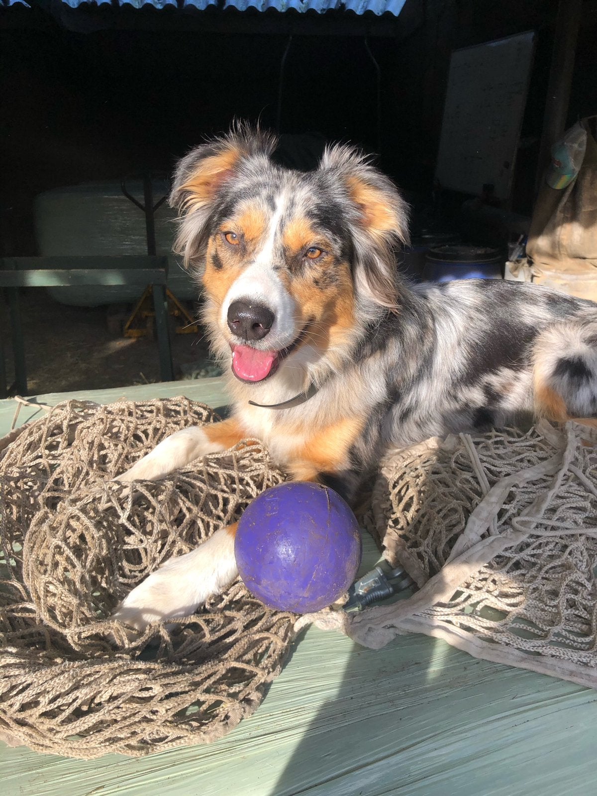 Aankondiging nestje Aussie / Toypoedel dus aussiedoodle, Dieren en Toebehoren, Honden | Herdershonden en Veedrijvers, 6 jaar of ouder