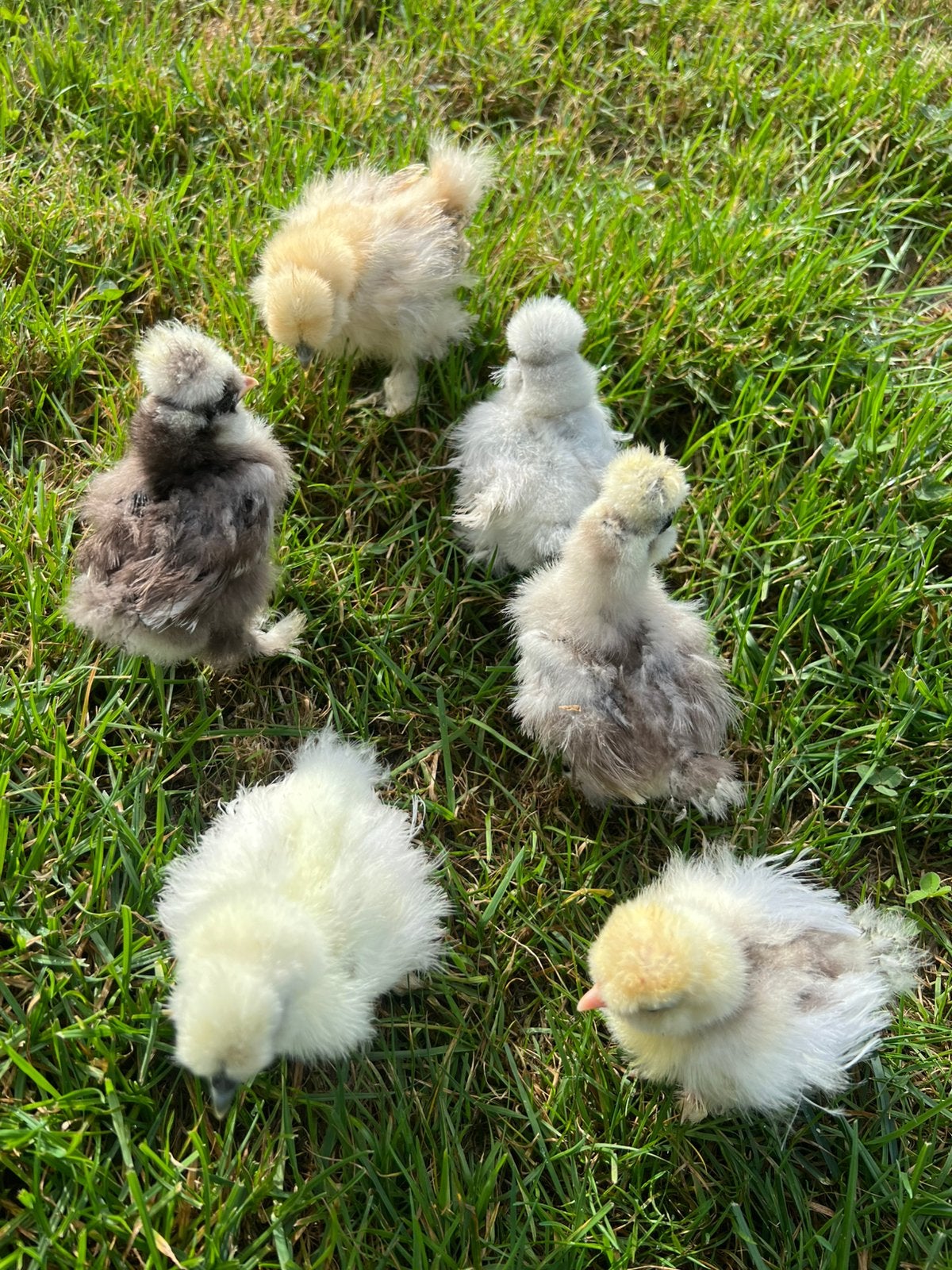 6 prachtige Usa zijdehoen hen kuikens🐥geent 3wk💯% hengaran, Dieren en Toebehoren, Vrouwelijk, Kip