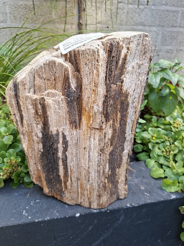 Versteend hout ruw, Ophalen of Verzenden, Mineraal