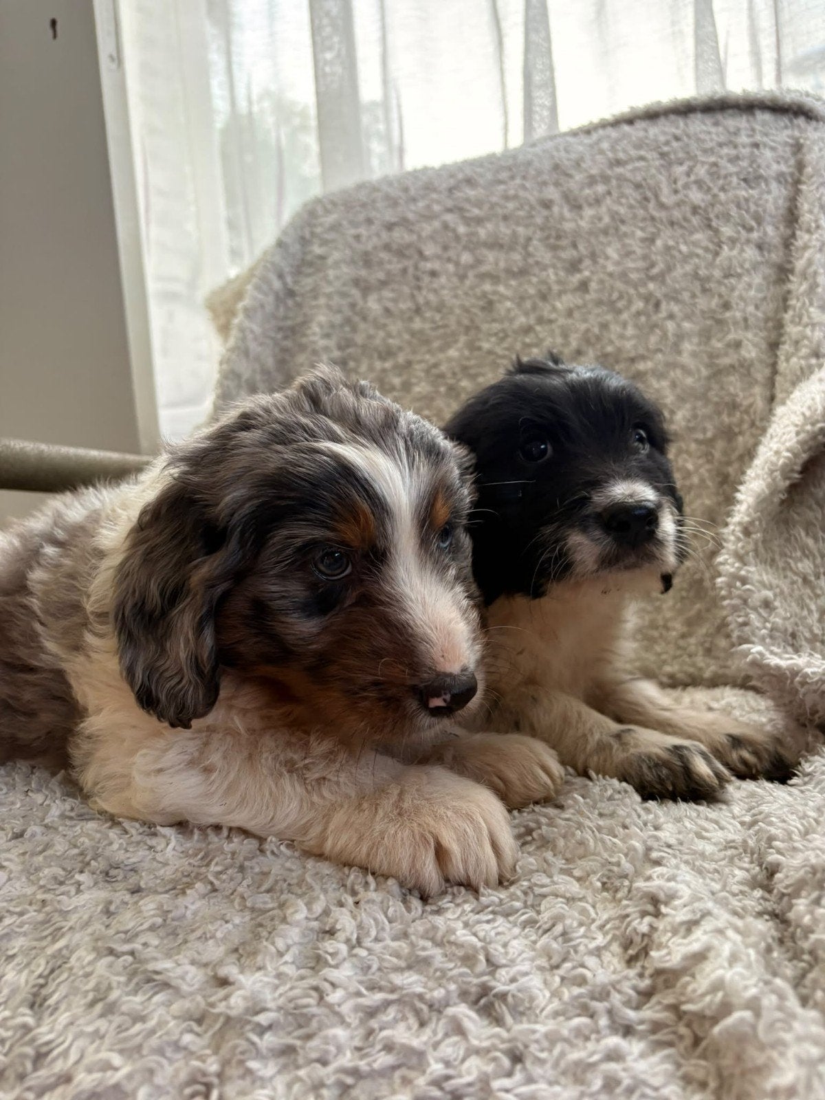 doodle pups, CDV (hondenziekte), 8 tot 15 weken, Meerdere, Meerdere dieren