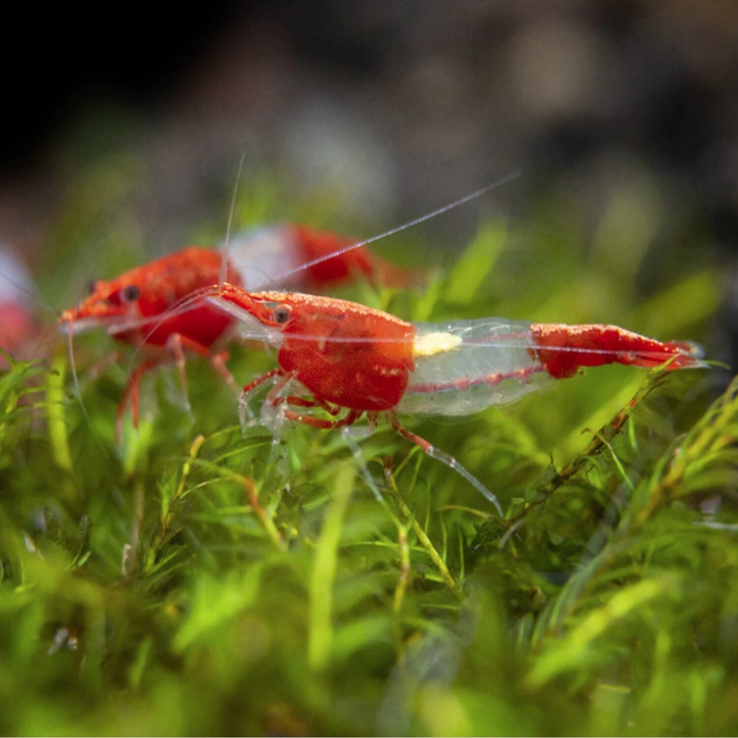 Prachtige Neocaridina Red Rili garnalen, Dieren en Toebehoren, Kreeft, Krab of Garnaal