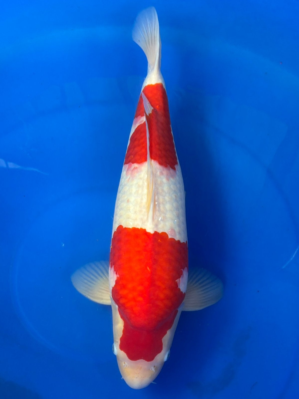 Sakai Fish Farm kohaku, Dieren en Toebehoren, Vissen | Vijvervissen, Karper of Koi
