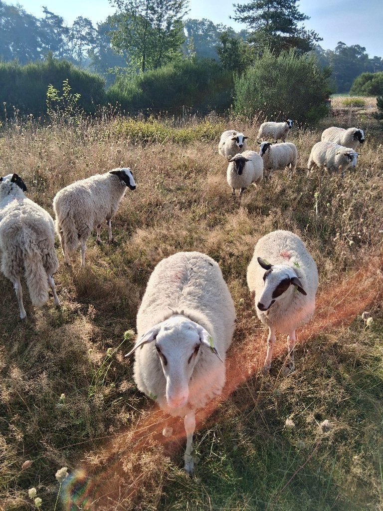 koppel rammen, Dieren en Toebehoren, Schapen, Geiten en Varkens, Meerdere dieren, Schaap, 0 tot 2 jaar