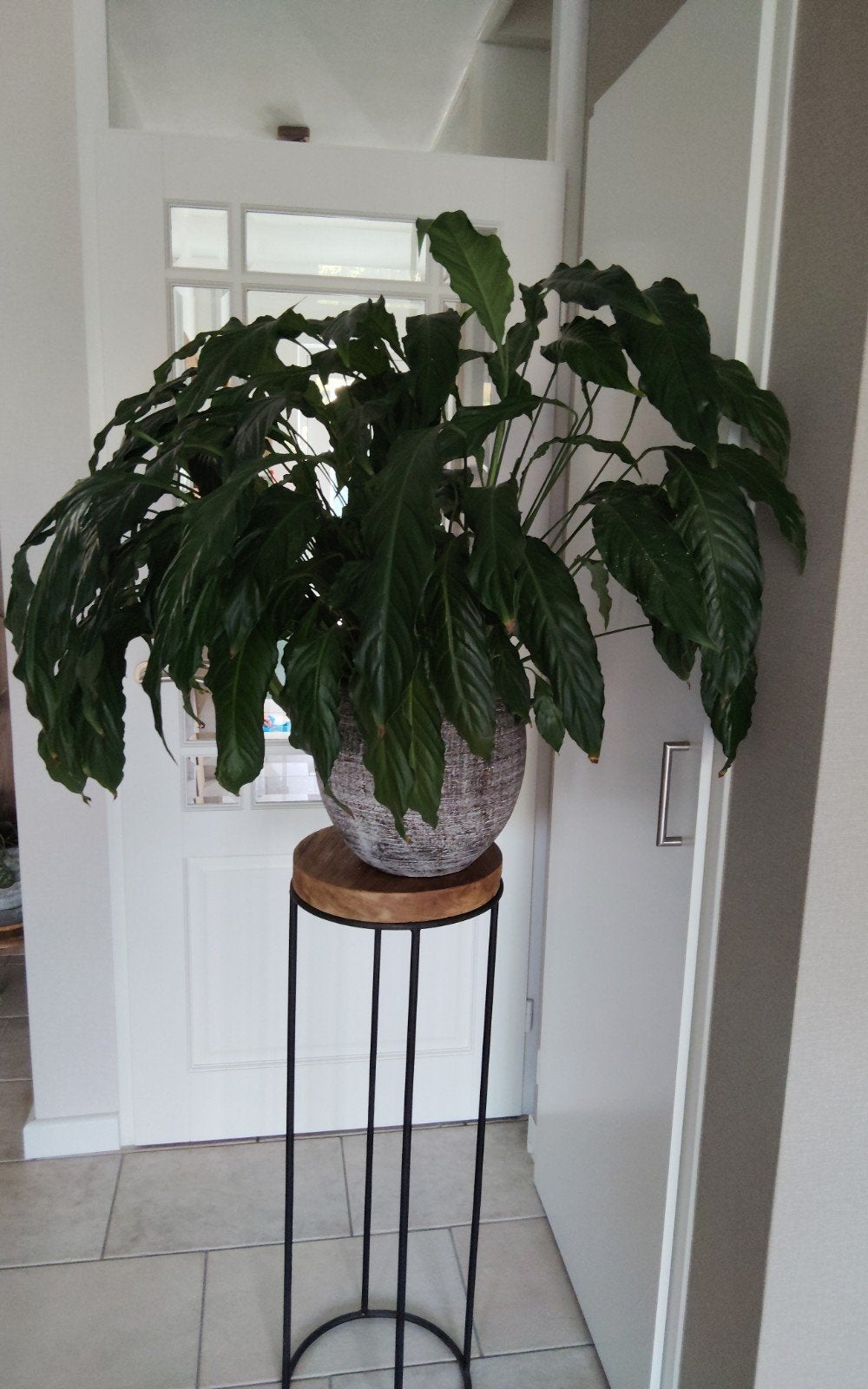 lepelplant (spathiphyllum), Huis en Inrichting, Ophalen, Overige soorten, Halfschaduw, Minder dan 100 cm