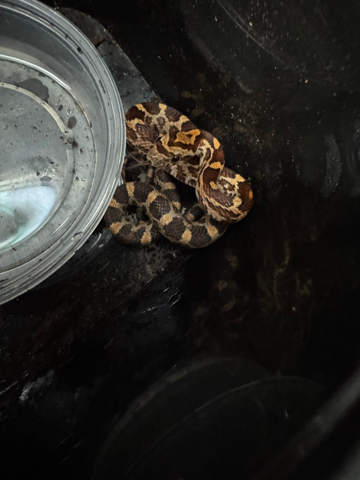 Rattenslangen nk 26 Pantherophis guttatus Corn Snake photo 2