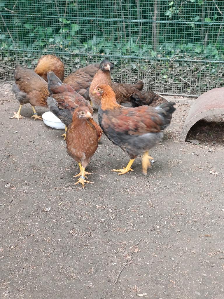 Te koop Welsumer kuikens groot ras., Dieren en Toebehoren, Pluimvee, Kip, Meerdere dieren