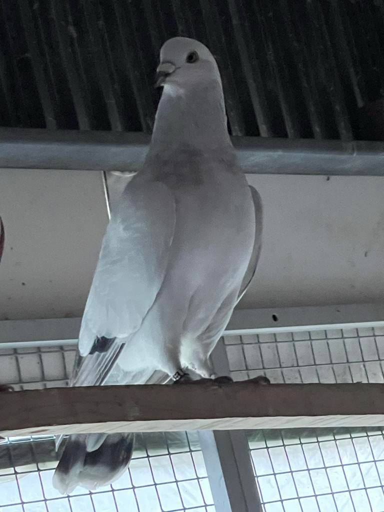 Te koop mooie sierduif, Dieren en Toebehoren, Mannelijk