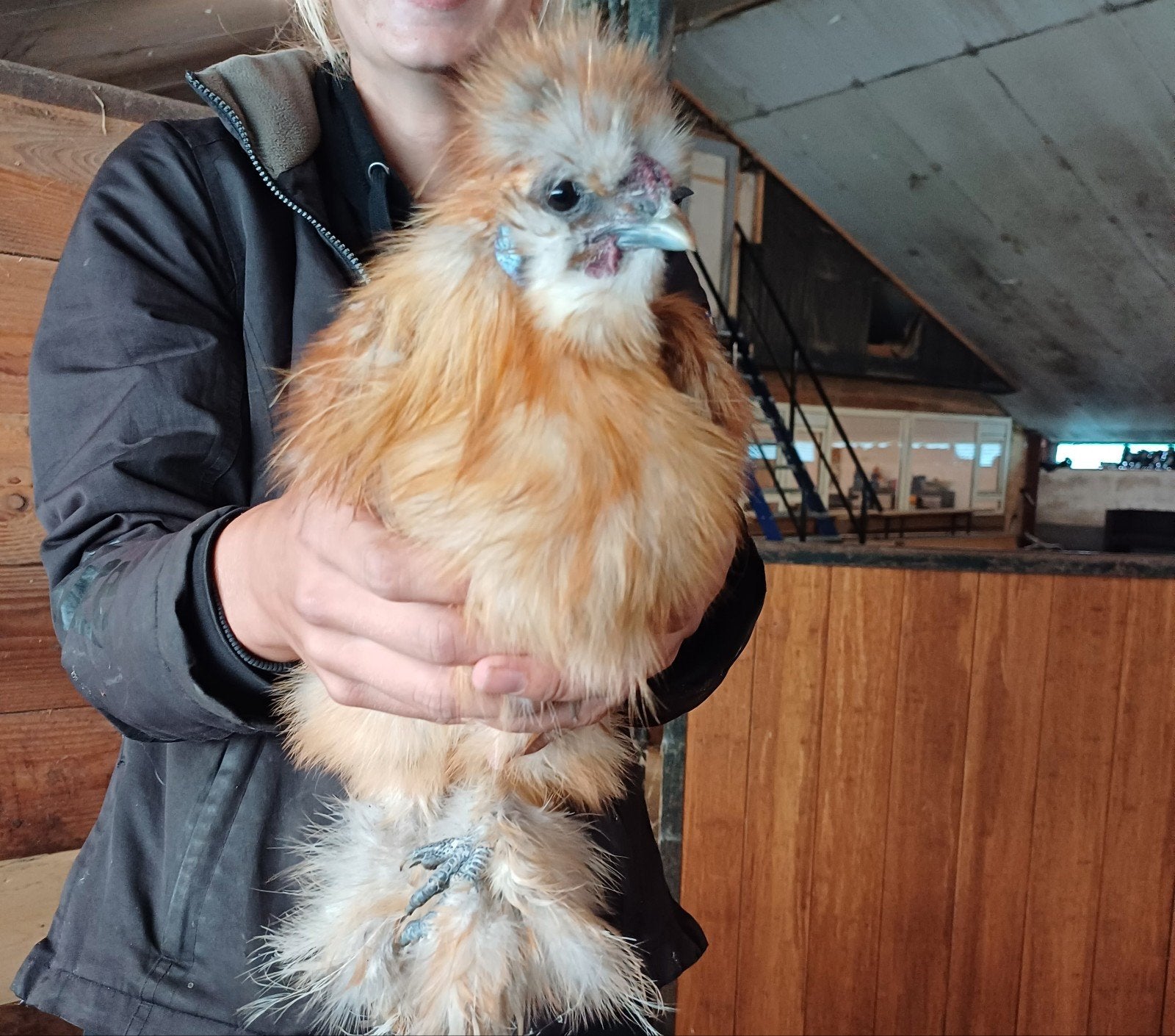 jonge haan (kip)