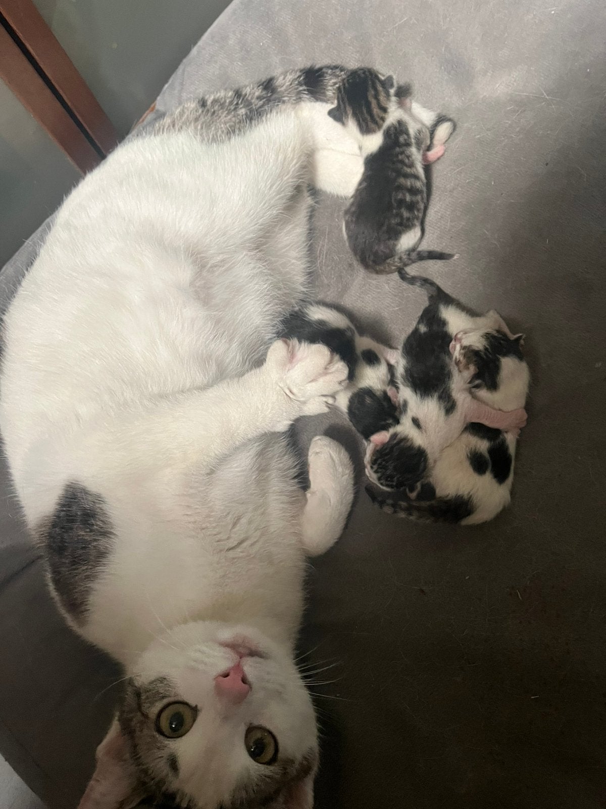 Kittens te koop, Dieren en Toebehoren, Katten en Kittens | Overige Katten, Poes, 0 tot 2 jaar