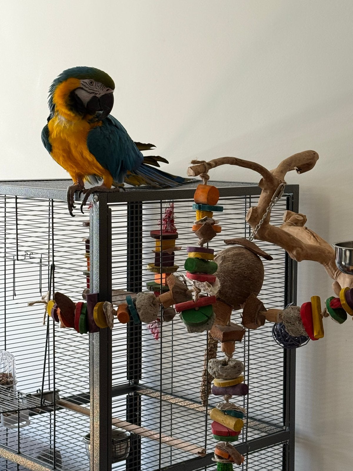 Kooi, Dieren en Toebehoren, Ophalen, Zo goed als nieuw, Metaal, Vogelkooi