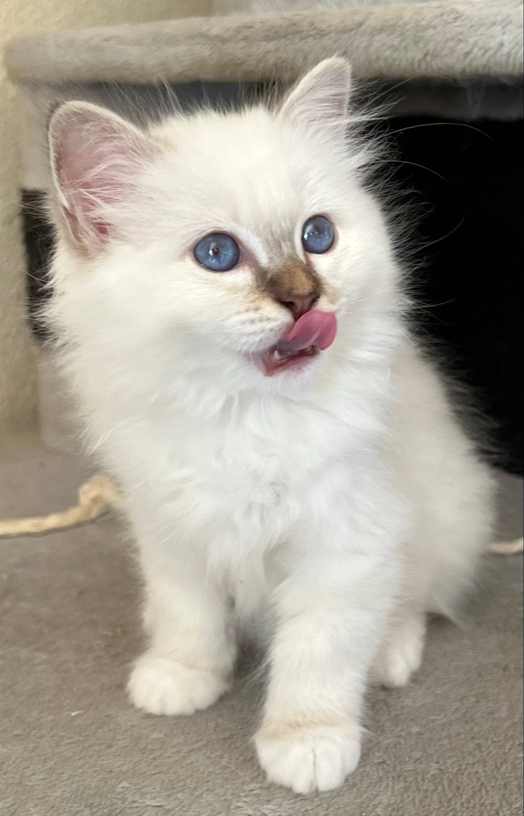 Heilige Birmaan kittens met Stamboom € 1000., Dieren en Toebehoren