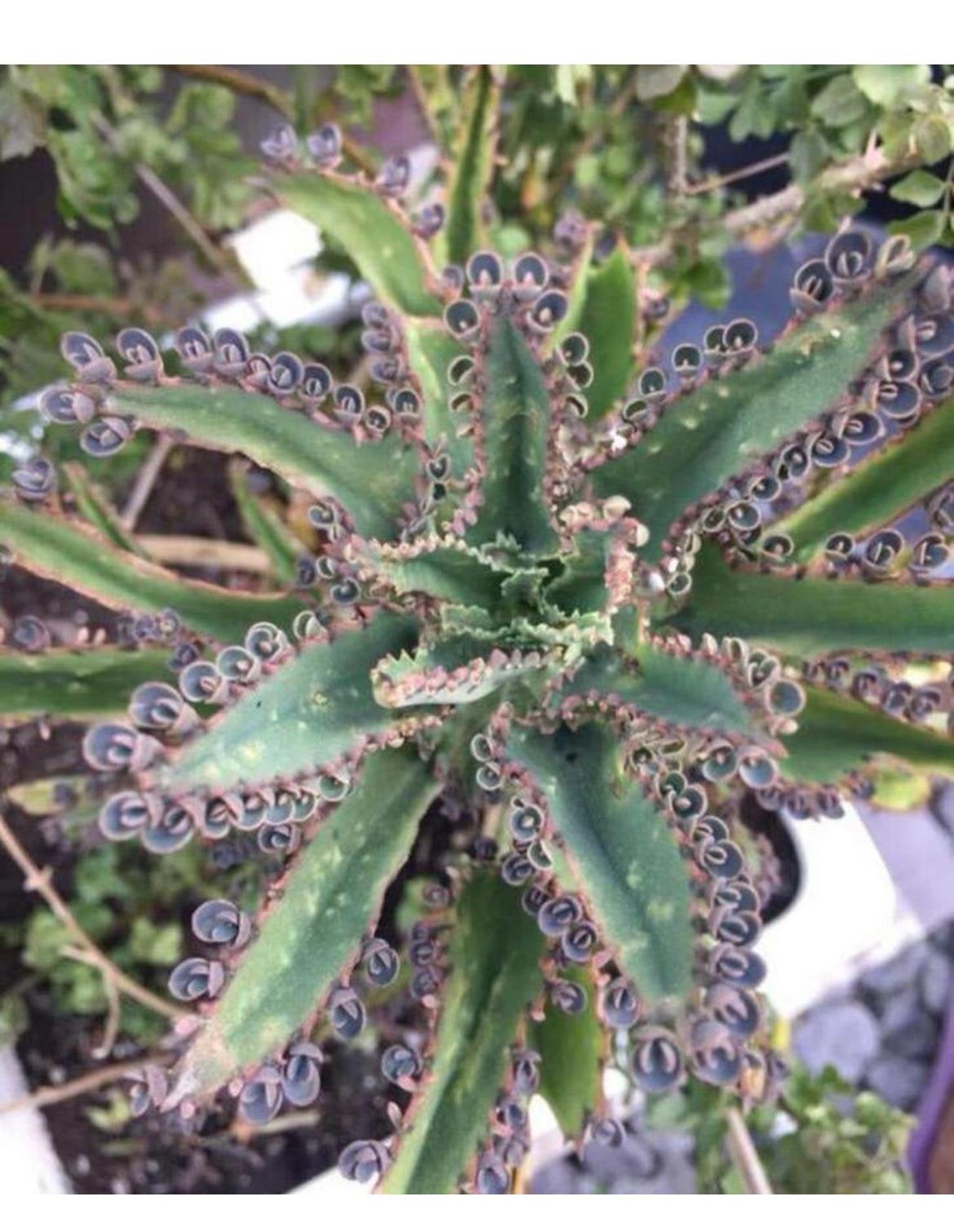 Biologische bloeiende planten Kalanchoe de Mallorca, Ophalen, Overige soorten, Volle zon