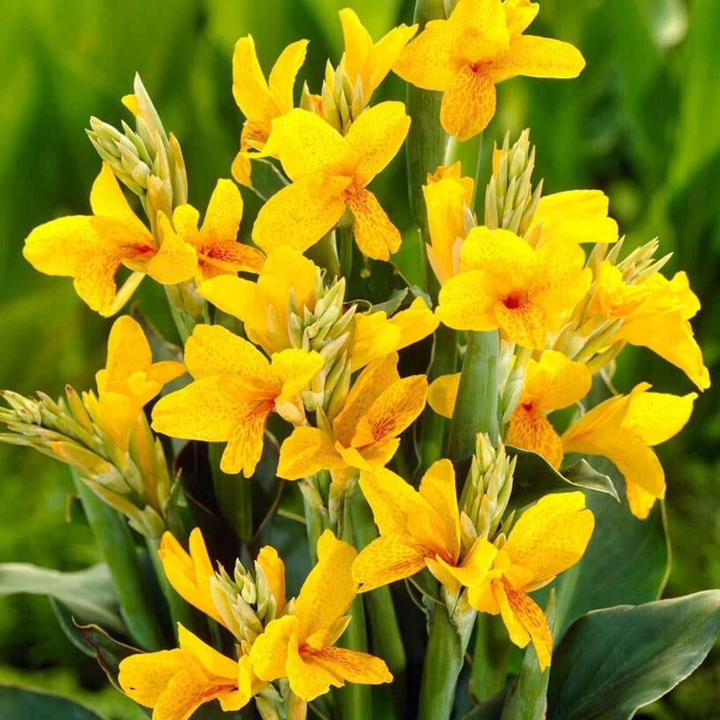 Mooie gele Canna knollen - Ruilen of elk aannemelijk bod, Tuin en Terras, Planten | Tuinplanten, Volle zon, Vaste plant, Zomer