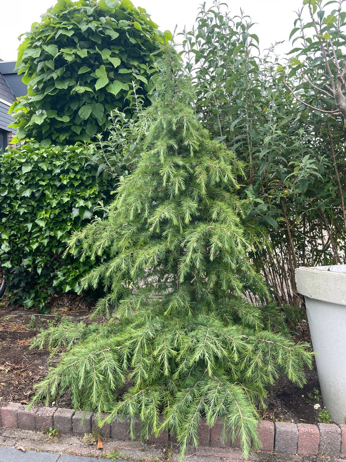 Cedrus deodora +/- 1,80 m hoog, Bloeit niet, Overige soorten, 100 tot 250 cm, Ophalen