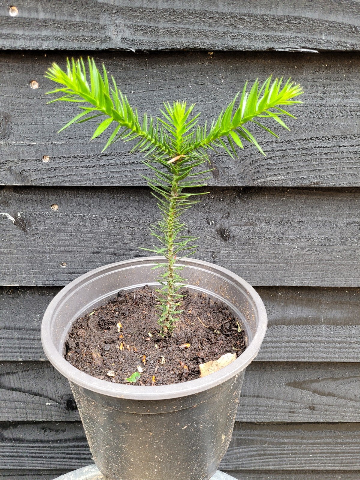 Apenboom (Araucaria araucana) - 20/25 cm hoog, Ophalen