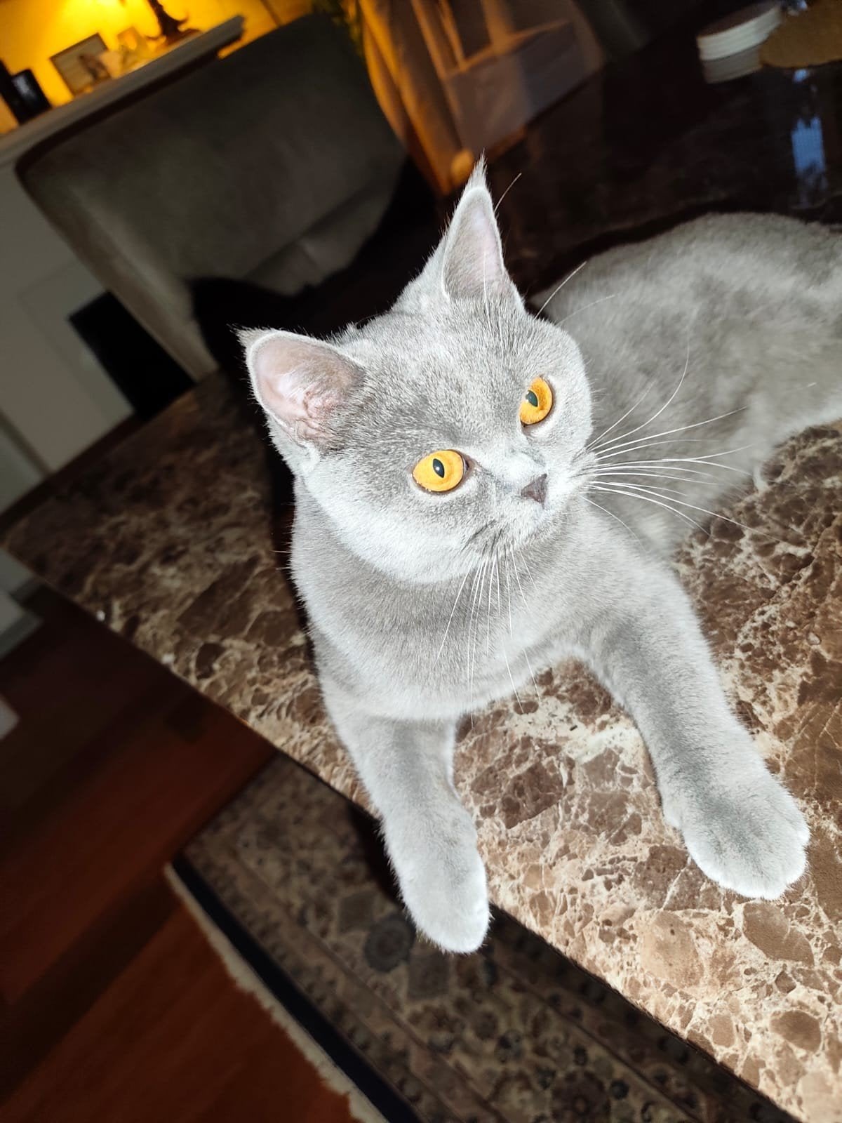 Britse korthaar te koop, Poes