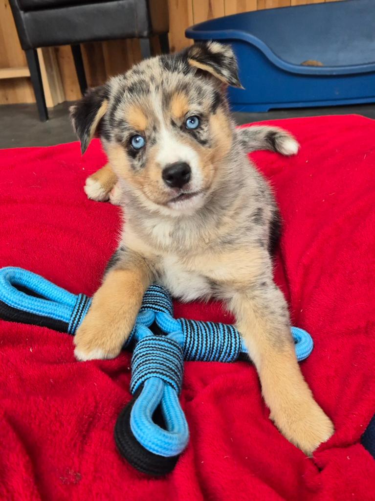 Mini australian shepherd pup reutje 8 weken, Dieren en Toebehoren, Nederland, Parvo, 8 tot 15 weken, Meerdere