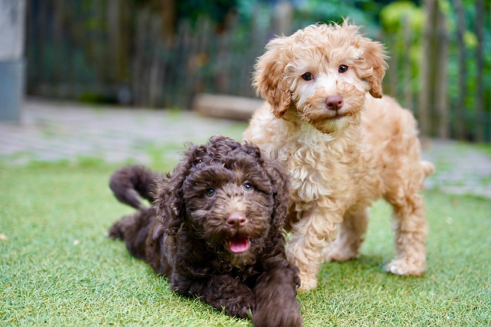 Mini Labradoodle pups, Dieren en Toebehoren, Nederland, CDV (hondenziekte), 8 tot 15 weken, Meerdere