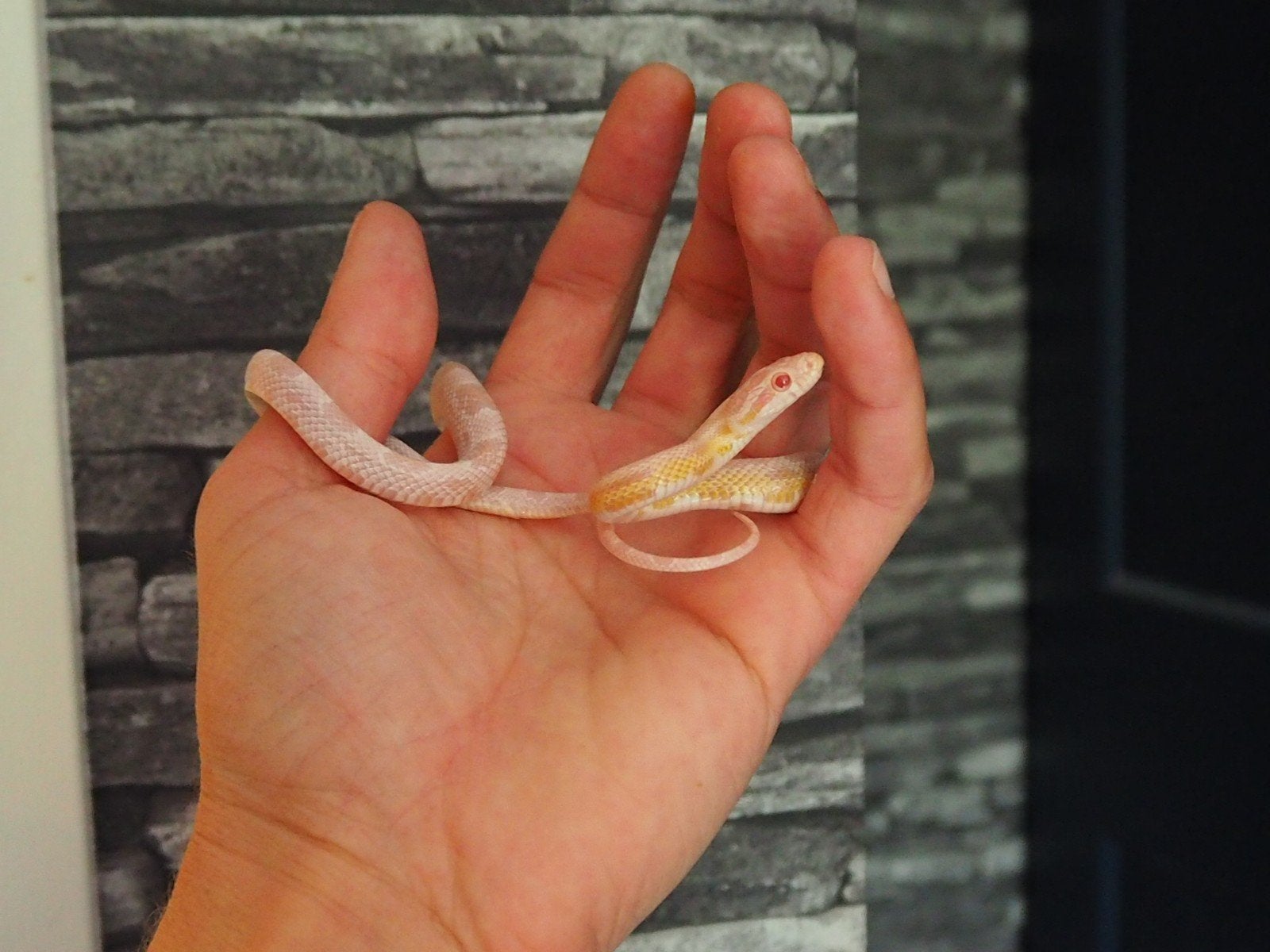 0.1 pantherophis guttatus opal tessera Corn Snake photo 3