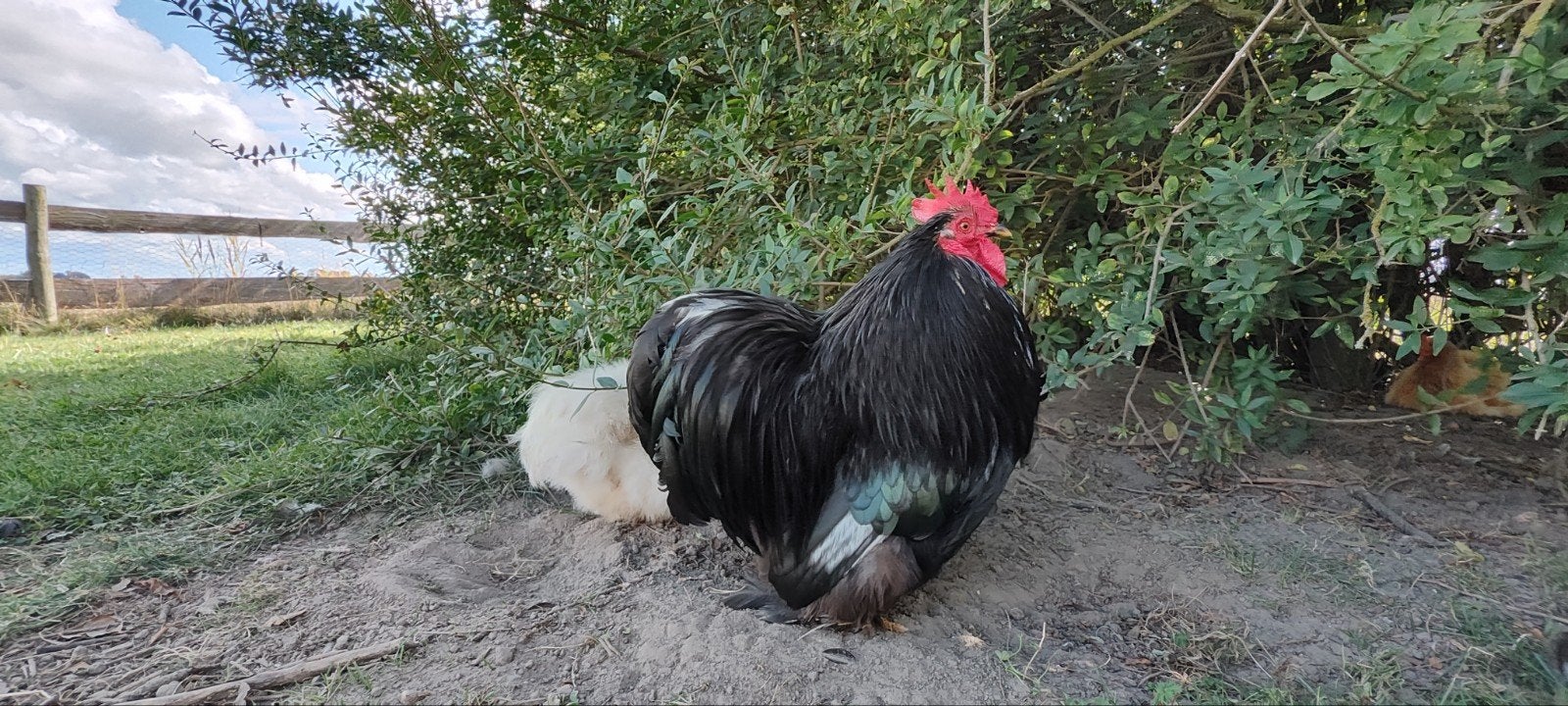 Cochin kriel haan zwart met groen, Mannelijk, Kip