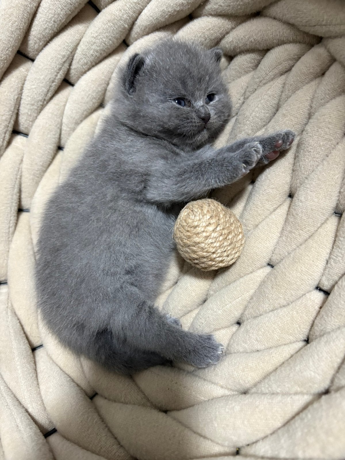 Britse korthaar kittens ️, Kater, Ontwormd, 0 tot 2 jaar